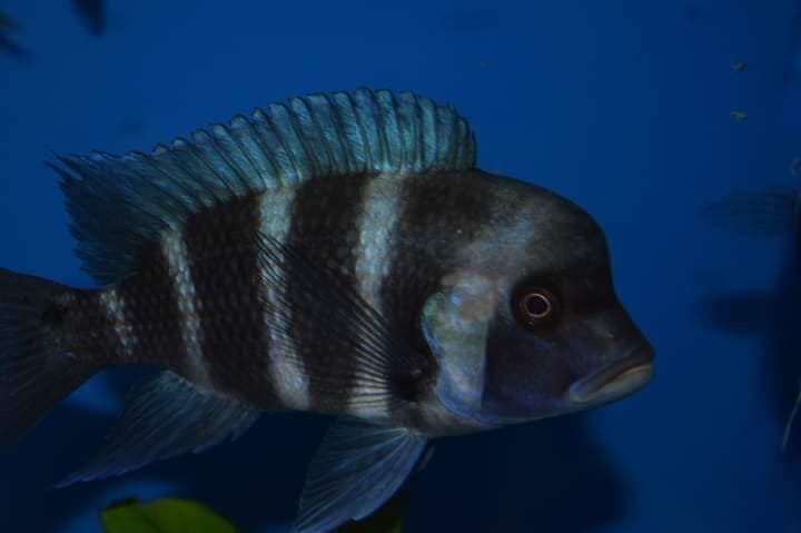 Cyphotilapia gibberosa 'Kansombo'